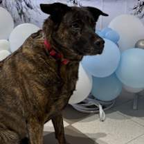 Thumbnail photo of Iris #1