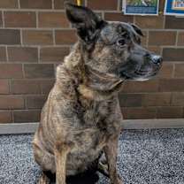 Thumbnail photo of Iris #2