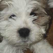 Thumbnail photo of Puff #3