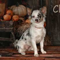 Thumbnail photo of Chloe #2