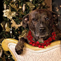 Thumbnail photo of Chaka Khan #3