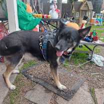 Thumbnail photo of Lady bug (lady) #2