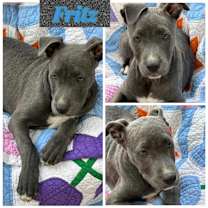 Thumbnail photo of Fritz #1