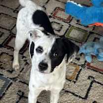 Thumbnail photo of Frankie #1