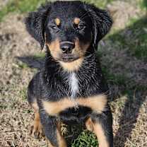 Thumbnail photo of Eirwen #1