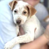 Thumbnail photo of Diamond #2