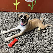 Thumbnail photo of Pawl #2