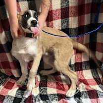 Thumbnail photo of Pawl #4