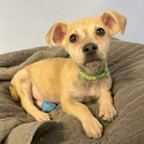 Thumbnail photo of Rusty #1