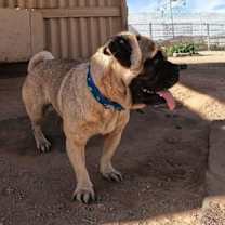 Thumbnail photo of Degallo #4