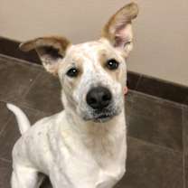 Thumbnail photo of Lucy #2