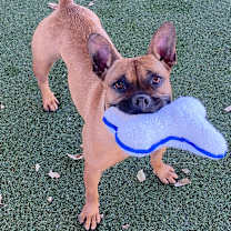 Thumbnail photo of Ivy #2