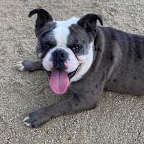 Thumbnail photo of Wallis #3