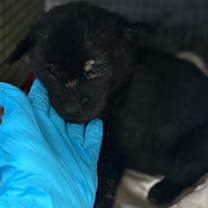 Thumbnail photo of Coopie #2