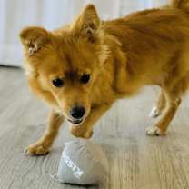 Thumbnail photo of Leo fka Maverick #3