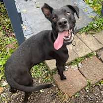 Thumbnail photo of Teddy #1