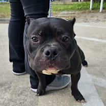 Thumbnail photo of Onyx #2