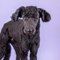 Thumbnail photo of Kilo #1