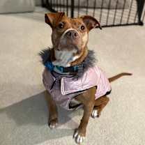 Thumbnail photo of Cinnamon #1