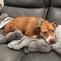 Thumbnail photo of Cinnamon #3