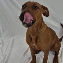 Thumbnail photo of Charlie #2