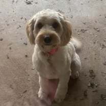 Thumbnail photo of Rosie #2