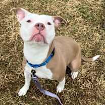 Thumbnail photo of Ribbon #1