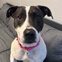 Thumbnail photo of Oriole #1