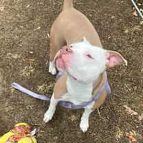 Thumbnail photo of Ribbon #3