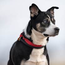 Thumbnail photo of Elody #1