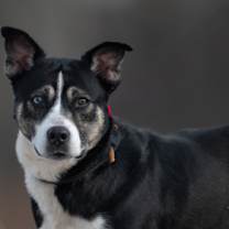 Thumbnail photo of Elody #2