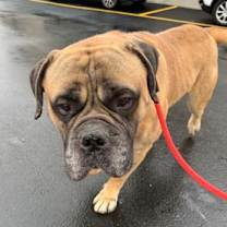 Thumbnail photo of Ford #2