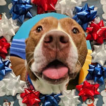 Thumbnail photo of Clifford #1