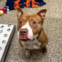 Thumbnail photo of Clifford #2