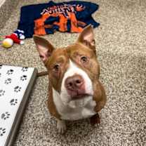 Thumbnail photo of Clifford #3