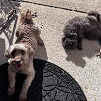 Thumbnail photo of Jules #1