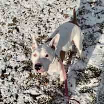 Thumbnail photo of Bella #1