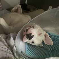 Thumbnail photo of Bella #2