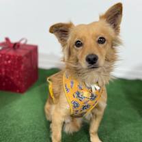 Thumbnail photo of Teddy #2