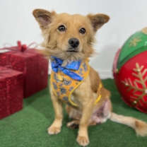 Thumbnail photo of Teddy #4