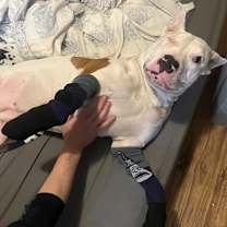 Thumbnail photo of Bella #3