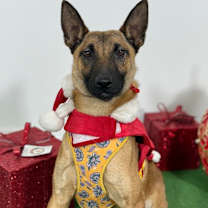 Thumbnail photo of Dove #3