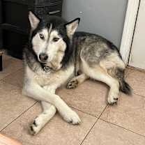 Thumbnail photo of Timmy - Home to Home #2