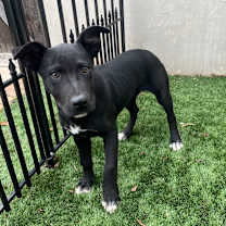 Thumbnail photo of Krew #4