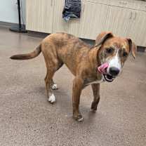 Thumbnail photo of Nefertiti #1