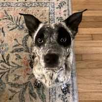 Thumbnail photo of Bluey Skies #3