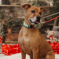 Thumbnail photo of Merida #1