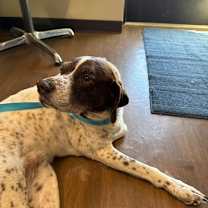 Thumbnail photo of Pricilla-Presley #1