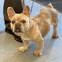 Thumbnail photo of Cookie  #2