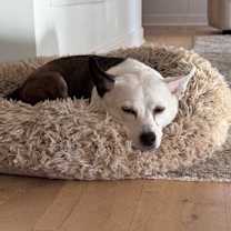 Thumbnail photo of Maisy #4